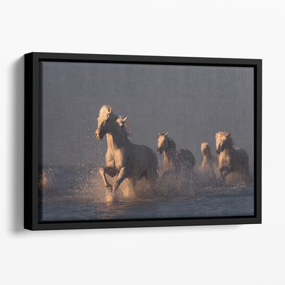 Horses in sunset light Floating Framed Canvas