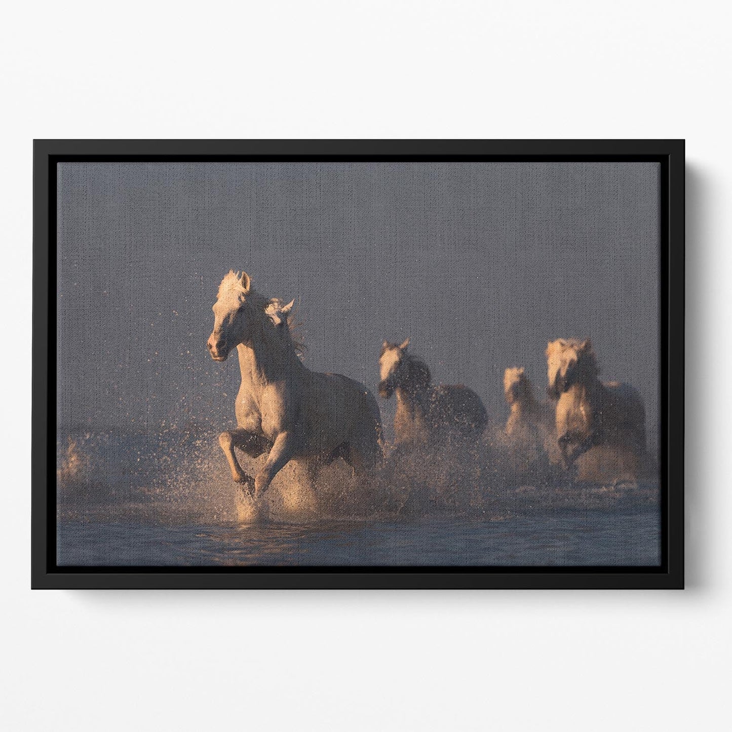 Horses in sunset light Floating Framed Canvas